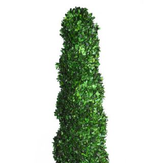 Laura Ashley Home Tall Preserved Spiral Boxwood Round Topiary in