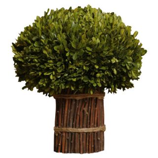 Preserved Boxwoods Preserved Greens Willow Stand Desk Top Plant in Pot