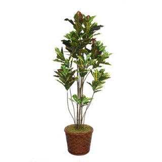 Laura Ashley Home Tall Croton Multiple Trunks Tree in Planter