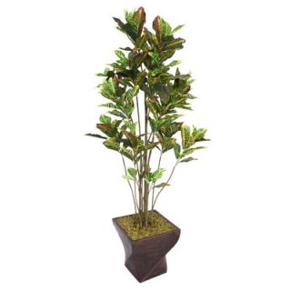 Laura Ashley Home Tall Croton Tree with Multiple Trunks in Fiberstone