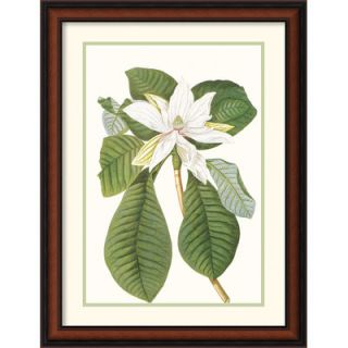 Amanti Art Magnolia Folis Oblongis Framed Print by Georg Dionysius