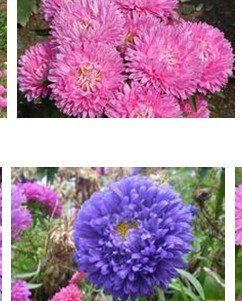 SD1500 0400 "Gorgeous" Aster Flower Seeds, Mixed Colors Flower Aster Flower Seeds, 60 Days Money Back Guarantee (170 Seeds)  Flowering Plants  Patio, Lawn & Garden