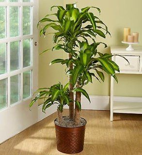1 800 Flowers   Mass Cane Floor Plant Grocery & Gourmet Food