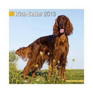 Irish Setter 2013 Wall Calendar #10046 13 Pet Prints, Inc. 9781849816472 Books