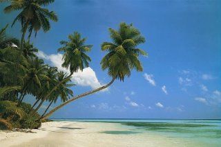 Large 35x23 inch Tropical Palm Tree/Beach Scene Poster   Prints
