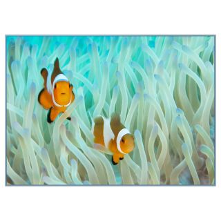 Concord National Geographic Photographic Rugs   False Clown Anemone Fish   Area Rugs