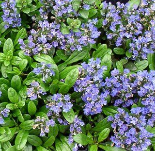'Mint Chip' Ajuga   Carpet Bugle   One Quart Pot   Hardy Groundcover  Flowering Plants  Patio, Lawn & Garden