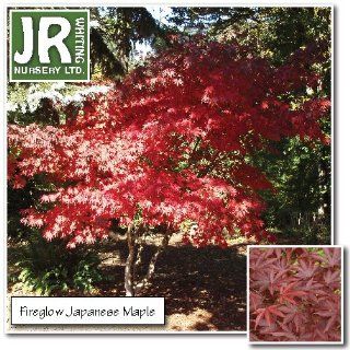 2/3 ft Fireglow Japanese Maple (Branched)  Maple Trees  Patio, Lawn & Garden