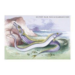Silvery Hairtail and Scabbard Fish   12x18 Art Poster by Robert Hamilton   Prints