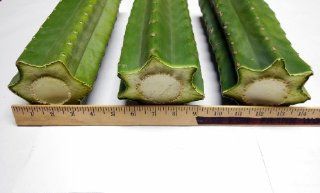 12 Pounds of Medium Diameter San Pedro Cactus Cuttings ~ 12" Trunk Sections, , Too Trichocereus Pachanoi (Echinopsis)  Mescaline Cactus  Patio, Lawn & Garden