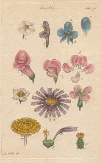 FLOWERS, Plate 76 Illustration by John Miller Botanical Studies from 1789 Poster print. Featured plants Winter Cherry, Common Sage, Wolfsbane (Monkshood), Foxglove, Stock July, White Bean Tree, Everlasting Pea, China Aster, Dandelion.   Antique Prints