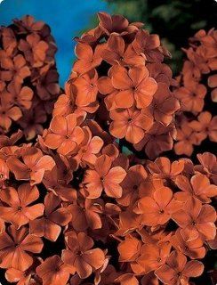 Hardy Tall Phlox Orange Perfection 5 roots  Plant Bulb Collections  Patio, Lawn & Garden