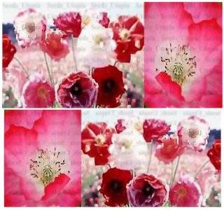 1oz (141, 000+ seeds) POPPY SHIRLEY DOUBLE PETAL Flower Seeds Papaver rhoeas ~ VERY DOUBLE SHOWY  Tomato Plants  Patio, Lawn & Garden