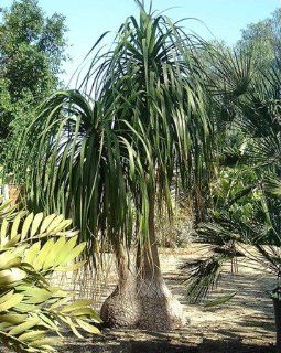 Beaucarnea Recurvata Elephants Foot Palm Tree 20 Seeds  Tree Plants  Patio, Lawn & Garden
