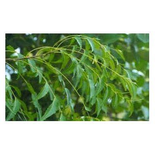 Dry Neem Leaves   1oz  Insect Repelling Products  Grocery & Gourmet Food