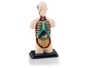 Revell 19 Scale X Ray Human Body Anatomy Model Toys & Games