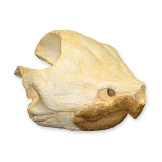 Alligator Snapping Turtle Skull (Teaching Quality Replica)