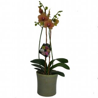 Gubler 1.56 Quart Orchid in Planter