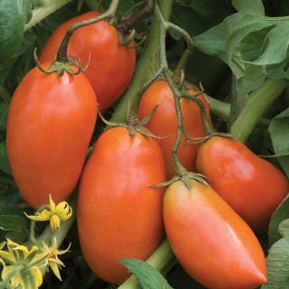 Burpee San Marzano Tomato Seed Packet