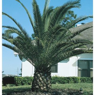 108.34 Gallon Canary Island Date Palm (L7541)
