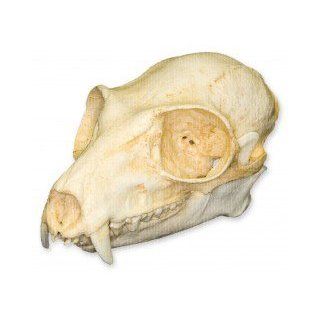 Ruffed Lemur Skull (Teaching Quality Replica)