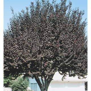 3.63 Gallon Krauter Vesuvius Flowering Plum (L3635)