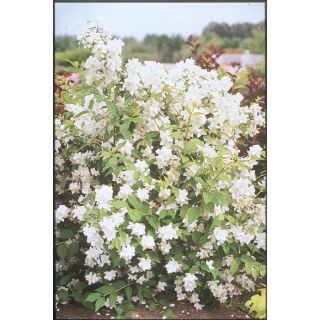 1.74 Gallon Nanking Flowering Cherry (L10757)