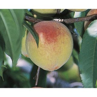 3.74 Gallon Belle Of Georgia Peach Tree (L3218)