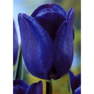 10 Pack Bleu Aimable Single Late Tulip Bulbs