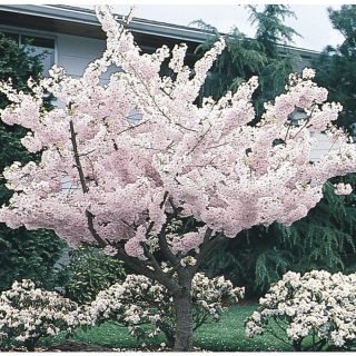 3.74 Gallon Yoshino Flowering Cherry (L3234)