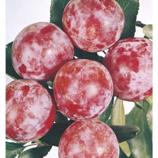 3.74 Gallon Santa Rosa Plum Tree (L1279)