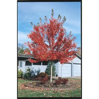 8.75 Gallon Pacific Sunset Maple Tree (L14855)
