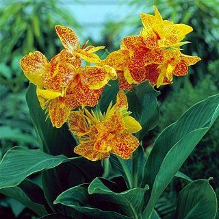 Dwarf 'Golden Lucifer' Canna 2 Rhizomes   1/3 eyes   Red & Golden Flowers  Flowering Plants  Patio, Lawn & Garden