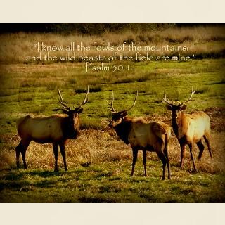 3 Bull Elk, Psalm 5011 T Shirt by Glory4HimChristianStore