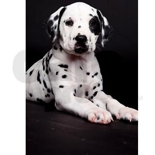 Dalmatian puppy looking at c 4.5 x 6.25 Flat Cards by ADMIN_CP_GETTY35497297