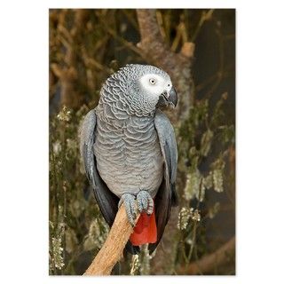 African Grey Parrot (Psittacus Invitations by ADMIN_CP_GETTY35497297