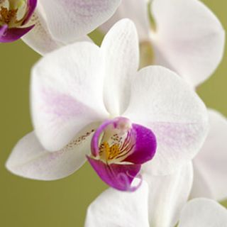 orchid indoor and outdoor canvas by outerprint