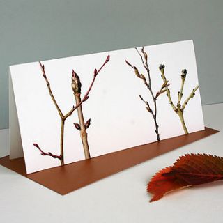 ' winter branches ' botanical card by the botanical concept