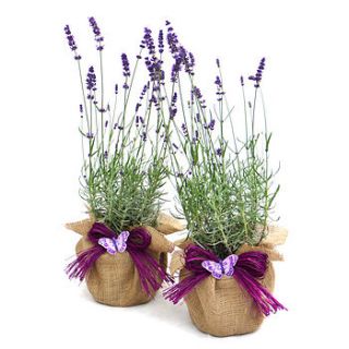 scented gift pair english lavenders by giftaplant