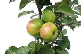 bramley apple tree gift by tree2mydoor