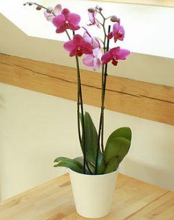 moth orchid by plants4presents