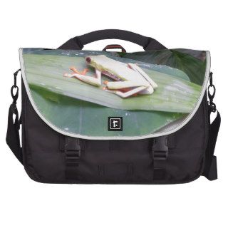 Red Eyed Tree Frog Laptop Commuter Bag