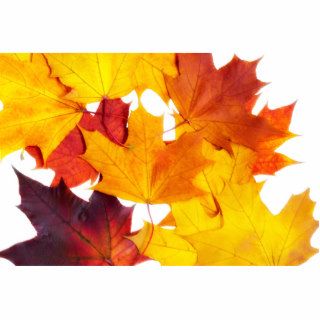 Maple leaves photo cutouts