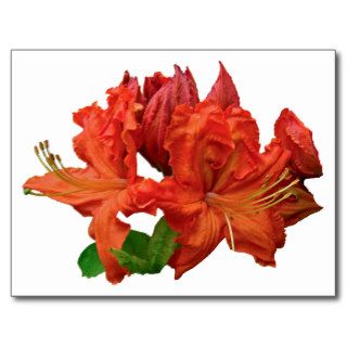 Orange Azalea Blossoms Postcard