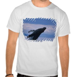 USA, Alaska, Tongass National Forest, Humpback T Shirts