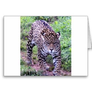 Jaguar Africa Jungle Safari Nature Peace Destiny Greeting Card