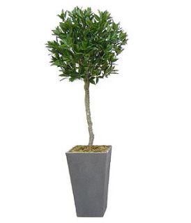 artificial bay tree by artificial landscapes