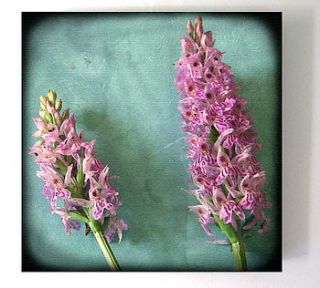 lilac flowers print by rossana novella wall decor