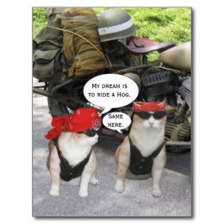 Funny Biker Cats Post Card
