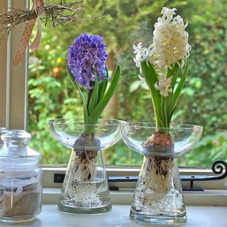 hyacinth bulb vase by ella james